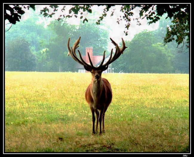 jelen-lesny-cervus-elaphus.jpg
